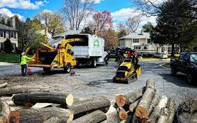 Best Tree Trimming and Pruning  in , MS