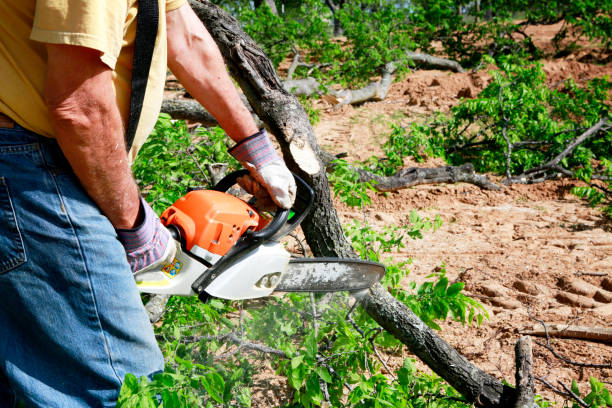 Best Seasonal Cleanup (Spring/Fall)  in , MS